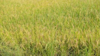 TN farmers seek govt help as wild rice weed spreads across paddy fields in Kanyakumari TN farmers seek govt help as wild rice weed spreads across paddy fields in Kanyakumari