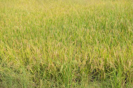 TN farmers seek govt help as wild rice weed spreads across paddy fields in Kanyakumari TN farmers seek govt help as wild rice weed spreads across paddy fields in Kanyakumari