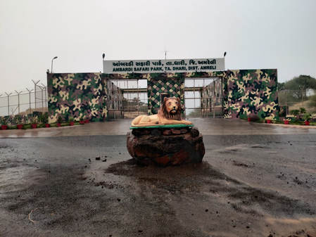 Gujarat to create enclosure at Ambardi Park for lions involved in human attacks Gujarat to create enclosure at Ambardi Park for lions involved in human attacks