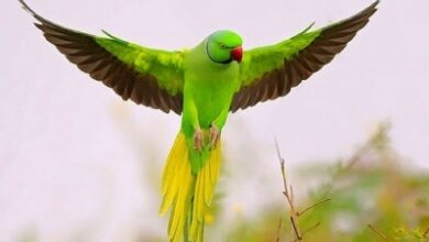 MP: Ex-Armyman offers Rs 21,000 reward, observes fast for missing pet bird ‘Tota Gopi’ MP: Ex-Armyman offers Rs 21,000 reward, observes fast for missing pet bird ‘Tota Gopi’