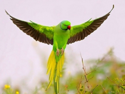 MP: Ex-Armyman offers Rs 21,000 reward, observes fast for missing pet bird ‘Tota Gopi’ MP: Ex-Armyman offers Rs 21,000 reward, observes fast for missing pet bird ‘Tota Gopi’