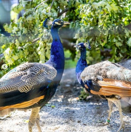 ‘Photo of the Week’: UN celebrates arrival of five peacocks gifted by India in Geneva ‘Photo of the Week’: UN celebrates arrival of five peacocks gifted by India in Geneva