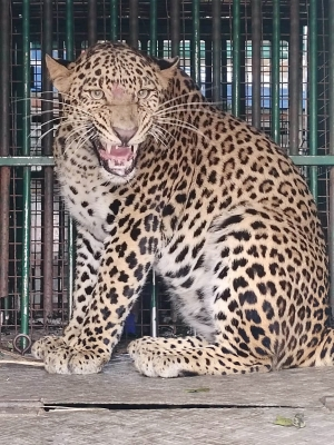 Two leopards captured in J&K’s Budgam Two leopards captured in J&K’s Budgam
