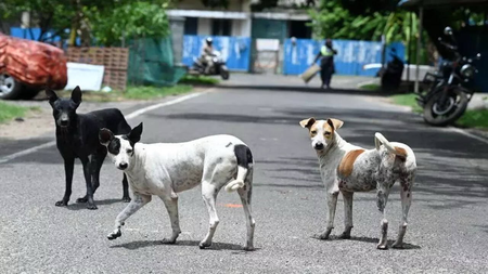 Chennai to launch mass anti-rabies drive today, targets two lakh stray dogs Chennai to launch mass anti-rabies drive today, targets two lakh stray dogs