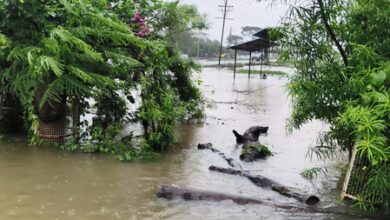 Rain continues across MP for third day, disrupts normal life; more showers likely Rain continues across MP for third day, disrupts normal life; more showers likely