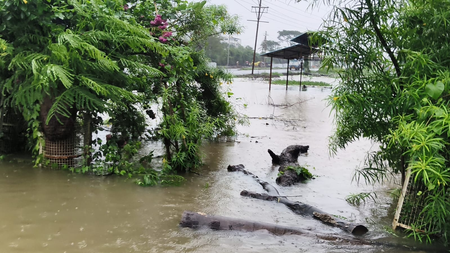 Rain continues across MP for third day, disrupts normal life; more showers likely
