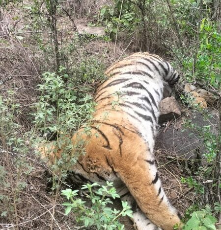 Royal Bengal tigress dies at Jharkhali tiger rescue centre in Sundarbans Royal Bengal tigress dies at Jharkhali tiger rescue centre in Sundarbans