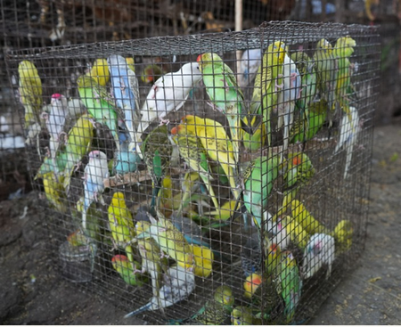 Delhi: 863 animals and birds rescued after joint raid against illegal wildlife trade Delhi: 863 animals and birds rescued after joint raid against illegal wildlife trade