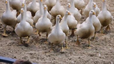 Australia’s Tasmania reports 1st H5N1 bird flu case Australia’s Tasmania reports 1st H5N1 bird flu case
