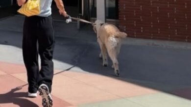 Kristen Bell shares BTS from ‘Frozen 3’ making with her ‘temporary’ furry ‘admin assistant’ Kristen Bell shares BTS from ‘Frozen 3’ making with her ‘temporary’ furry ‘admin assistant’