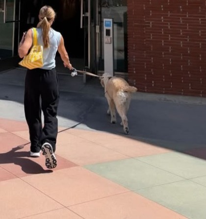 Kristen Bell shares BTS from ‘Frozen 3’ making with her ‘temporary’ furry ‘admin assistant’ Kristen Bell shares BTS from ‘Frozen 3’ making with her ‘temporary’ furry ‘admin assistant’