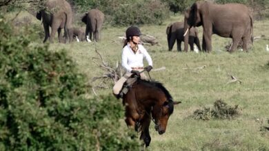 Amy Jackson: Elephants remind us that every animal is a masterpiece of nature