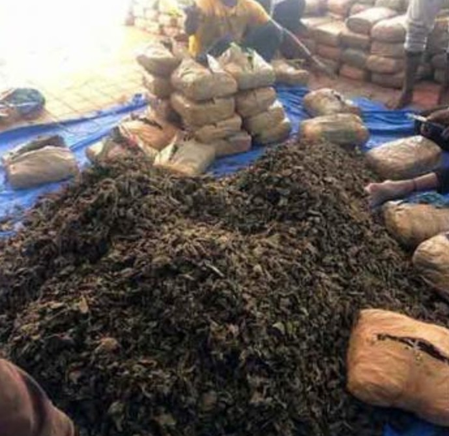 Odisha steps up vigilance against illegal ganja cultivation on govt land