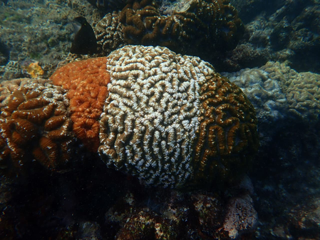 Tricolour corals offer clues to climate resilience Tricolour corals offer clues to climate resilience