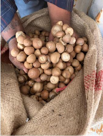 DRI busts major areca nut import racket, detects over Rs 2,500 crore revenue loss DRI busts major areca nut import racket, detects over Rs 2,500 crore revenue loss