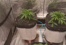 Hydroponic cannabis lab busted in Mumbai home; one arrested Hydroponic cannabis lab busted in Mumbai home; one arrested