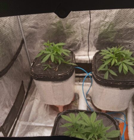 Hydroponic cannabis lab busted in Mumbai home; one arrested