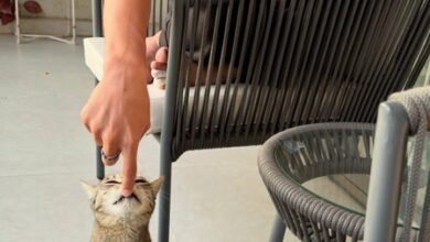 Kiran Rao mourns loss of pet cat Miri, says she is ‘resting in peace’ at their farm