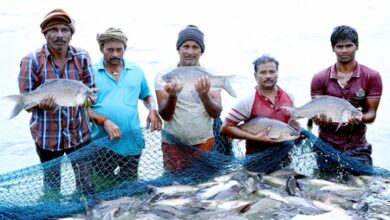 India world’s 2nd-largest fish producer, contributes 8 pc to global output