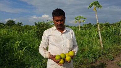 Central scheme transforms farmers’ fortunes; sweet lime orchard brings good income Central scheme transforms farmers’ fortunes; sweet lime orchard brings good income