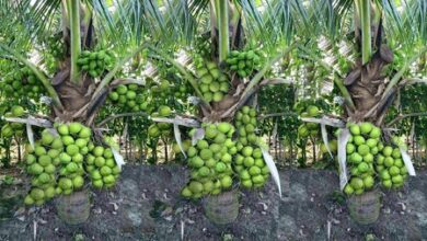 India tops global coconut production with 31.24 pc of output