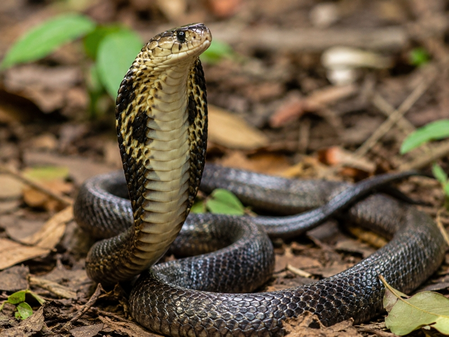 Maharashtra declares snakebite a notified disease to ensure vaccine tracking and timely treatment Maharashtra declares snakebite a notified disease to ensure vaccine tracking and timely treatment