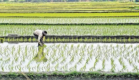 Strict enforcement guidelines set for seed sellers in TN’s Thanjavur for Samba season