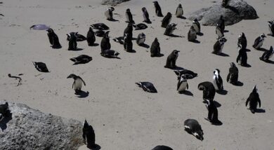 Dead penguins found on Australian island to be tested for H5N1 bird flu