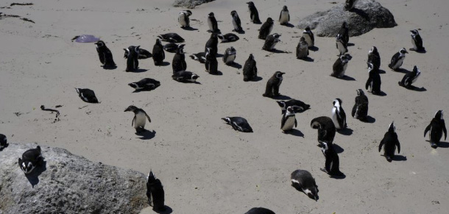 Dead penguins found on Australian island to be tested for H5N1 bird flu