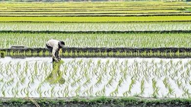 PM-AASHA boosts procurement, digital reforms to raise farmer incomes