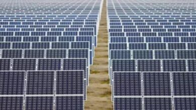 Solar expansion in China causes bird diversity decline: Report Solar expansion in China causes bird diversity decline: Report