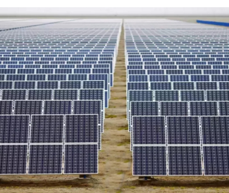 Solar expansion in China causes bird diversity decline: Report Solar expansion in China causes bird diversity decline: Report