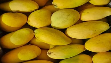 Bengaluru airport records 33 pc growth in mango handling, ships 2.63 million pieces to 38 global destinations Bengaluru airport records 33 pc growth in mango handling, ships 2.63 million pieces to 38 global destinations
