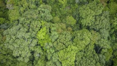 Biodiversity Authority gives Rs 2.82 crore to States under benefit-sharing mechanism Biodiversity Authority gives Rs 2.82 crore to States under benefit-sharing mechanism