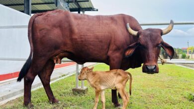 Assam achieves historic milestone with IVF-born indigenous Lakhimi calf: CM Sarma