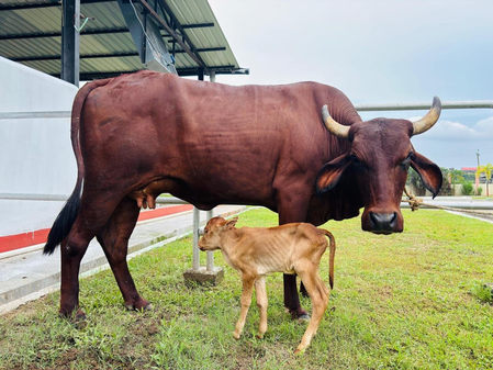 Assam achieves historic milestone with IVF-born indigenous Lakhimi calf: CM Sarma Assam achieves historic milestone with IVF-born indigenous Lakhimi calf: CM Sarma