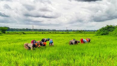 Over 18 lakh farmers switch to natural farming as India transits to regenerative agriculture Over 18 lakh farmers switch to natural farming as India transits to regenerative agriculture