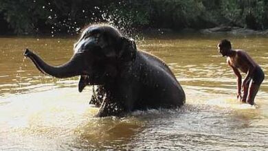 TN farmers seek relocation of elephant rejuvenation camp from Thekkampatti TN farmers seek relocation of elephant rejuvenation camp from Thekkampatti