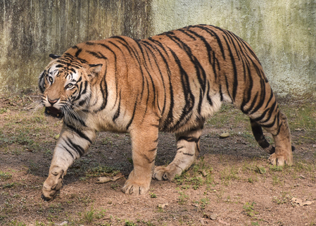 TN tiger attack case: Political parties, traders give two-day strike call in Gudalur TN tiger attack case: Political parties, traders give two-day strike call in Gudalur