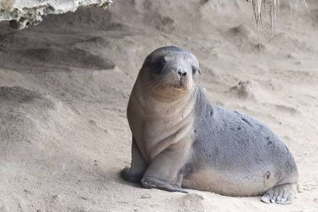 South Australia reports 2nd suspected mammal bird flu case in seal