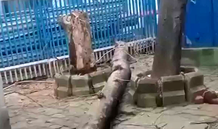 Woman dies after tree falls on her in Kolkata’s SSKM hospital