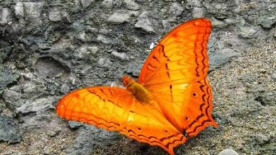 Dehing Patkai home to 165 butterfly species, including 37 endangered ones: Sarma Dehing Patkai home to 165 butterfly species, including 37 endangered ones: Sarma