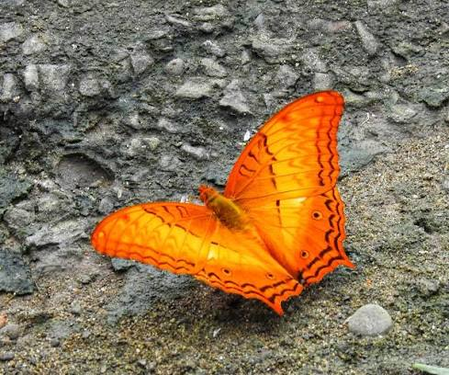 Dehing Patkai home to 165 butterfly species, including 37 endangered ones: Sarma Dehing Patkai home to 165 butterfly species, including 37 endangered ones: Sarma