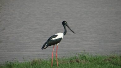 Khijadiya Bird Sanctuary emerges as key Black-necked Stork breeding site in Gujarat