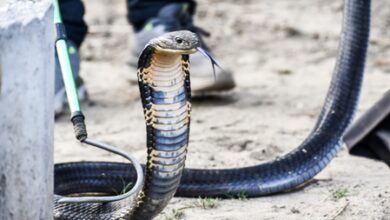 Spectacled cobras in India genetically same despite visible differences Spectacled cobras in India genetically same despite visible differences