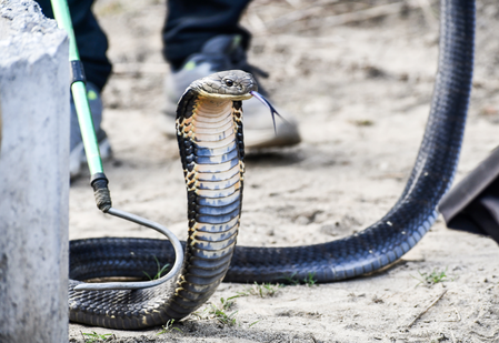 Spectacled cobras in India genetically same despite visible differences Spectacled cobras in India genetically same despite visible differences