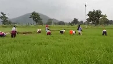 Chhattisgarh: Crop insurance scheme turns out to be boon for Dhamtari farmers Chhattisgarh: Crop insurance scheme turns out to be boon for Dhamtari farmers