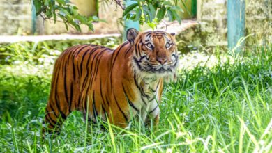 TN’s Gudalur shuts down for 48 hours as hunt for tiger intensifies TN’s Gudalur shuts down for 48 hours as hunt for tiger intensifies