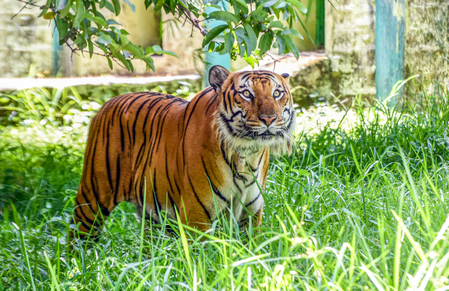 TN’s Gudalur shuts down for 48 hours as hunt for tiger intensifies TN’s Gudalur shuts down for 48 hours as hunt for tiger intensifies