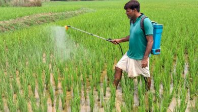 India’s ‘Per Drop More Crop’ scheme brings 115 lakh hectares under micro‑irrigation, boosts income India’s ‘Per Drop More Crop’ scheme brings 115 lakh hectares under micro‑irrigation, boosts income